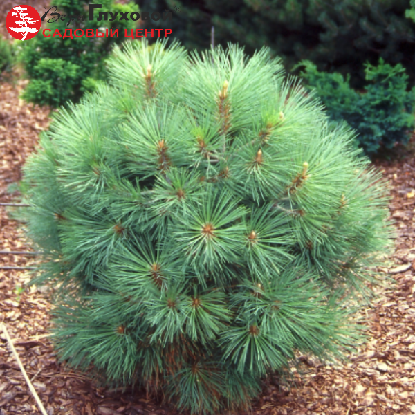 Основное изображение товара