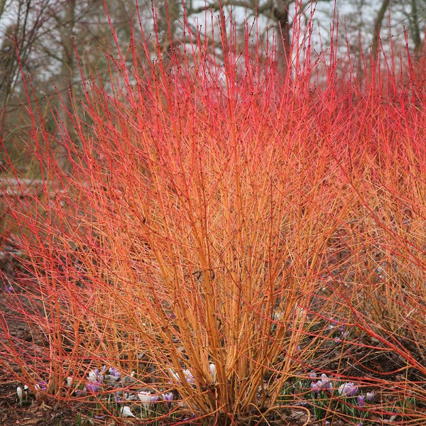 Основное изображение товара
