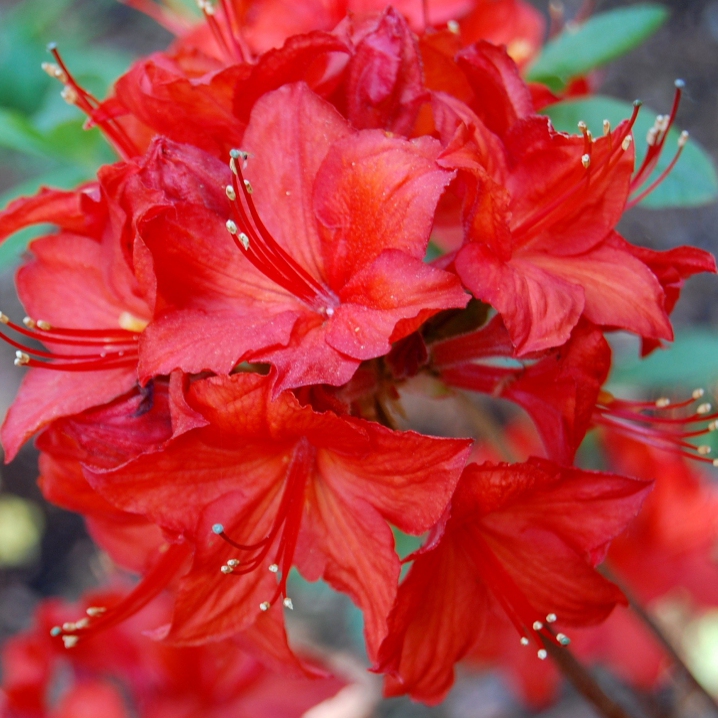 Основное изображение товара