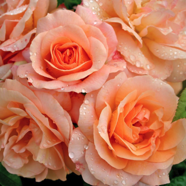 Основное изображение товара