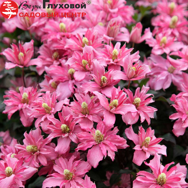 Основное изображение товара