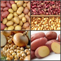 В продаже есть лук - севок и семенной картофель .