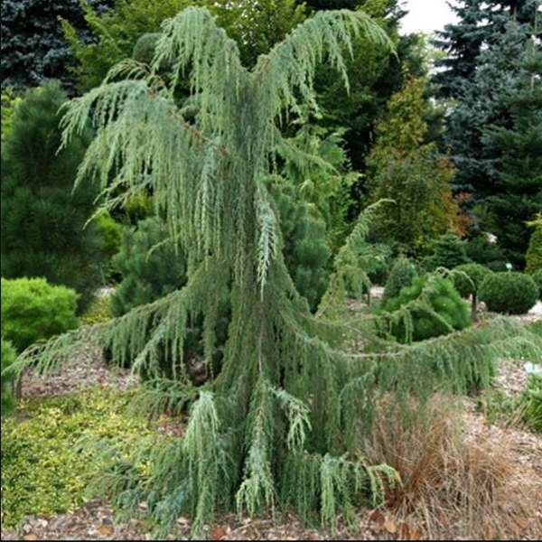 Основное изображение товара