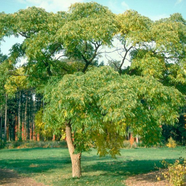 Бархат амурский