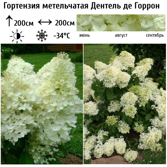 Гортензия метельчатая Дентель де Горрон