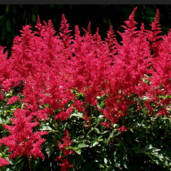 Основное изображение товара