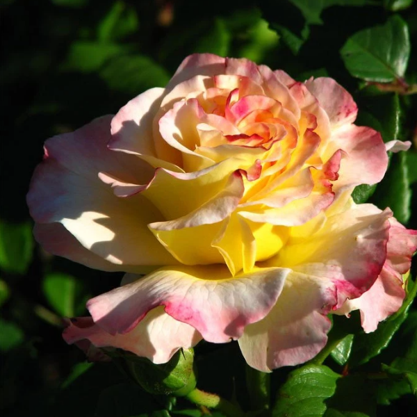 Основное изображение товара