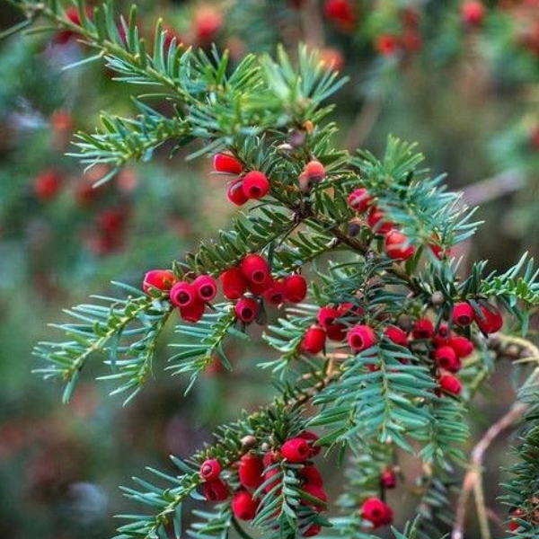 Основное изображение товара