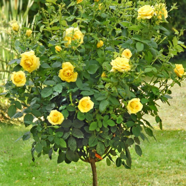 Основное изображение товара