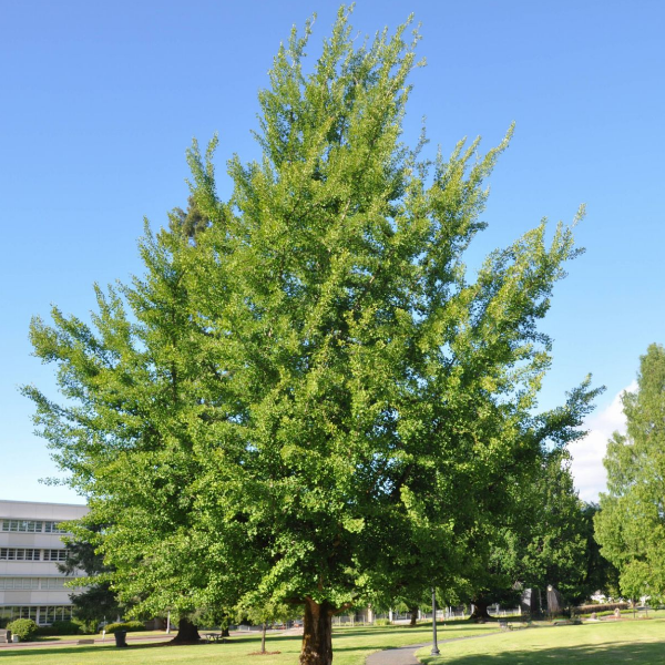 Гинкго билоба - Ginkgo biloba