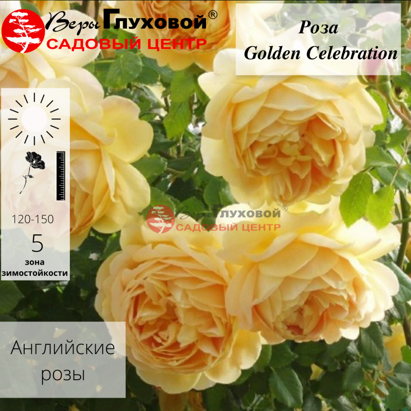 Роза флорибунда Д. Остин Golden Celebration