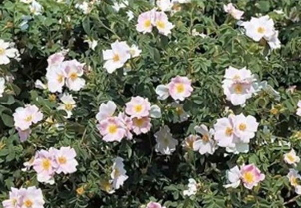 Прививка роз и укрытие на зиму Прививка роз и укрытие на зиму