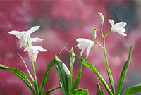 В Садовом центре Веры Глуховой зацвели орхидеи! 