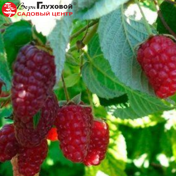 Основное изображение товара