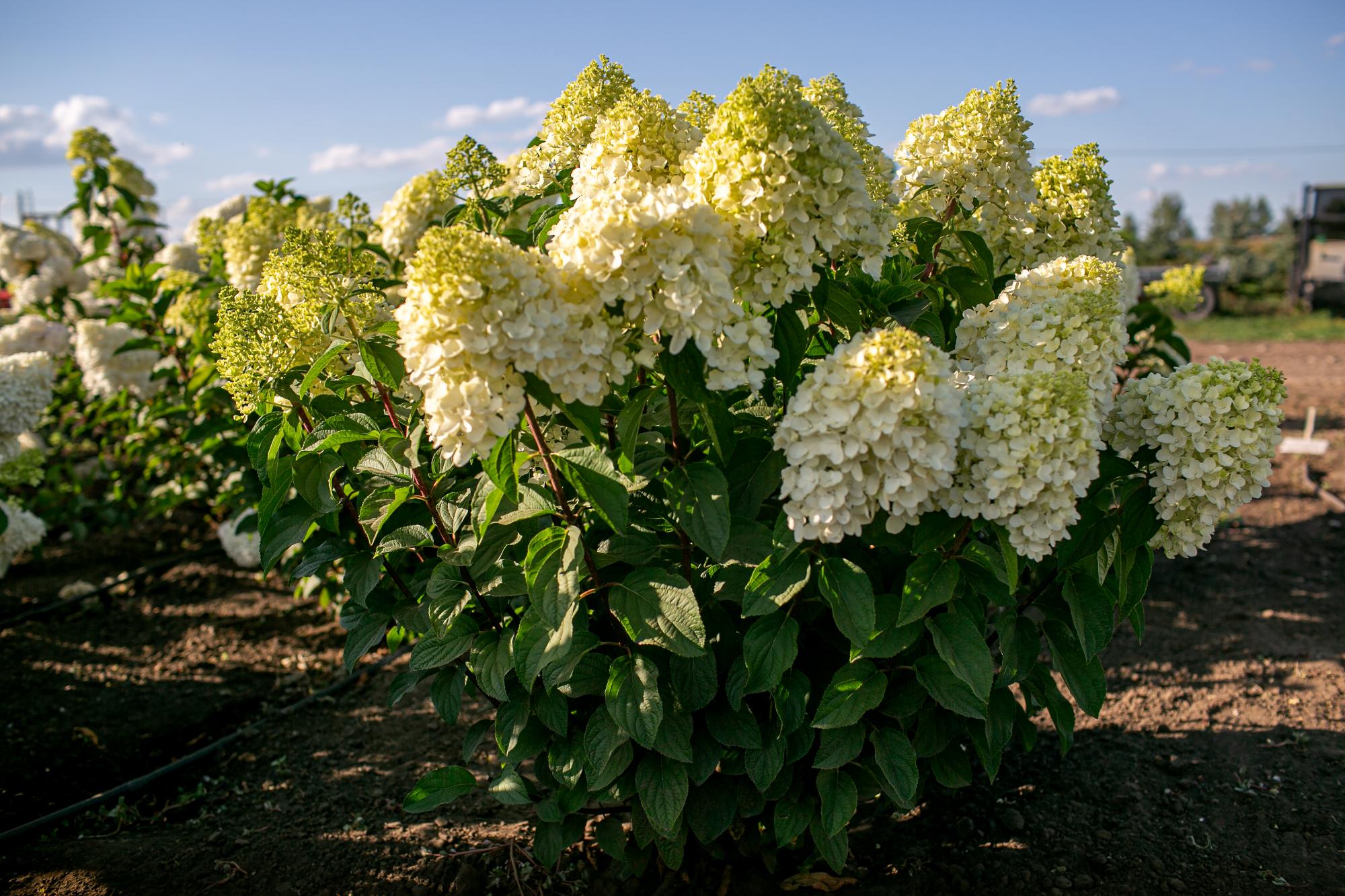 Осталось ШЕСТЬ ДНЕЙ Осталось ШЕСТЬ ДНЕЙ