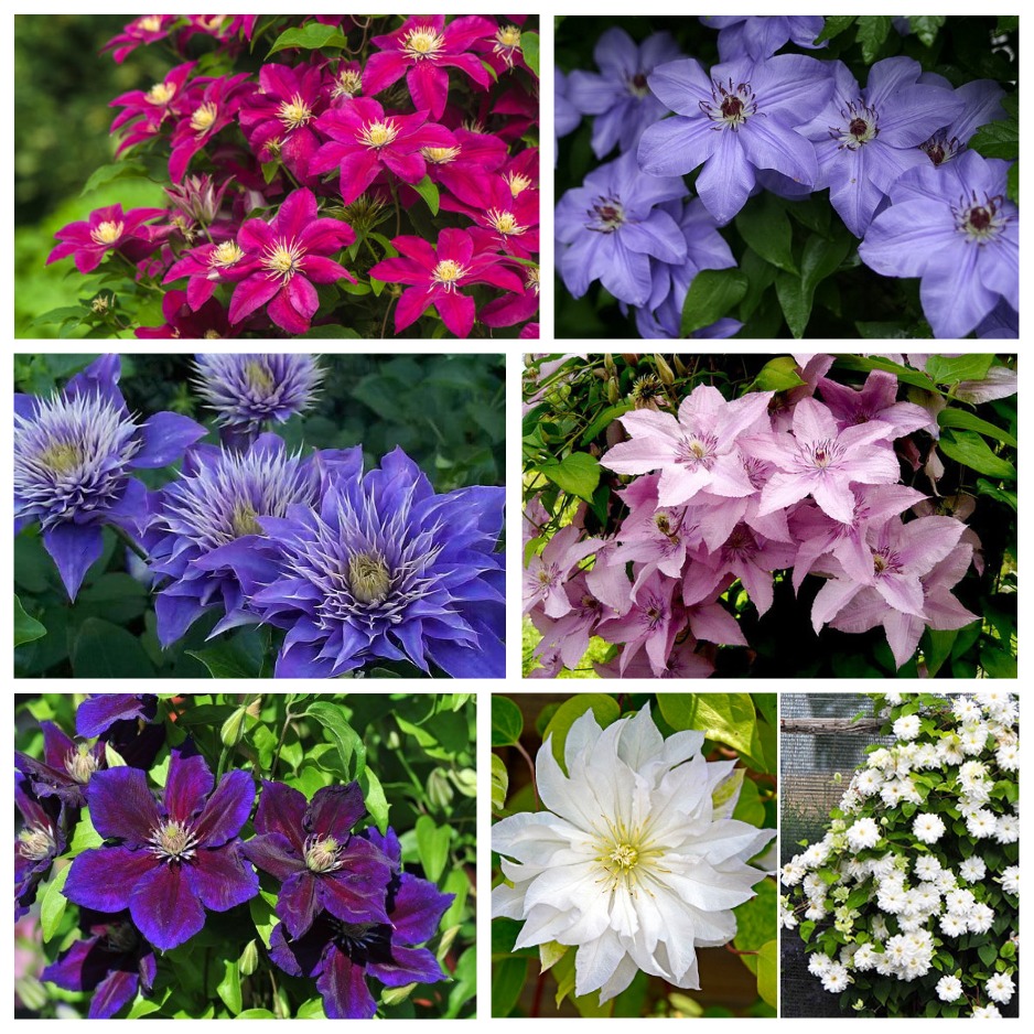 55 сортов клематисов в садовом центре 55 сортов клематисов в садовом центре