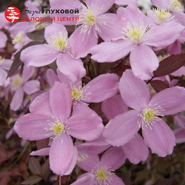 Основное изображение товара