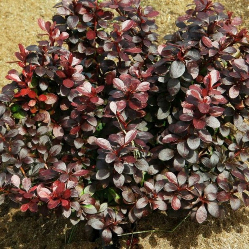 Основное изображение товара