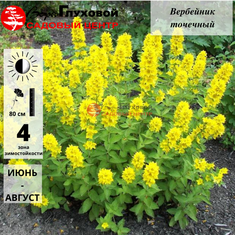 Основное изображение товара