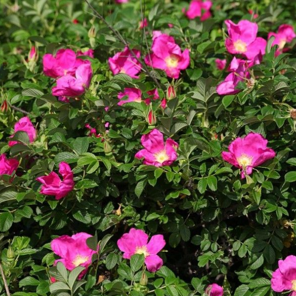 Основное изображение товара