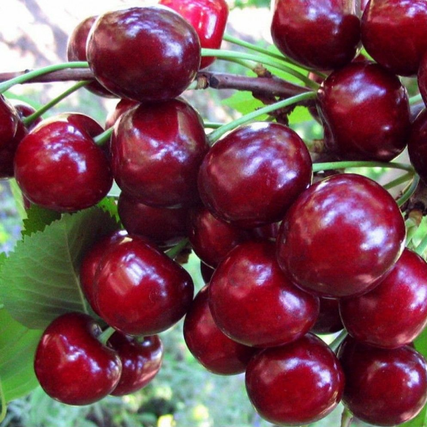 Основное изображение товара