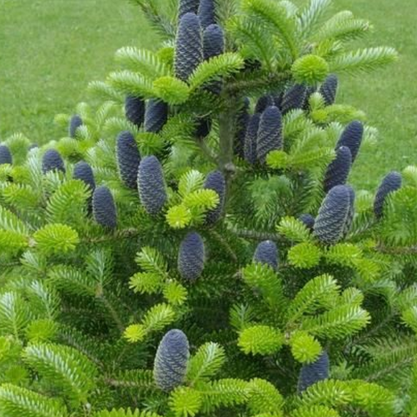 Пихта корейская (Abies koreana)