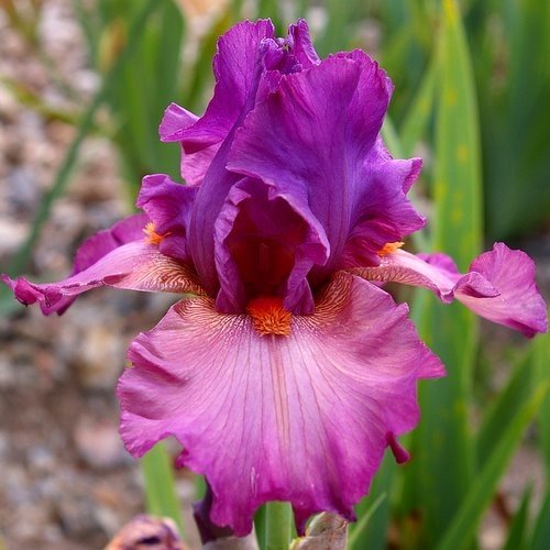 Ирис DYONISOS Ирис DYONISOS