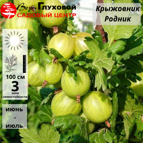 Крыжовник Родник