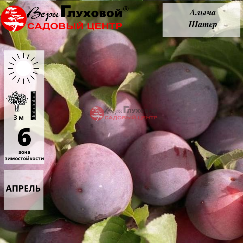 Алыча Шатер