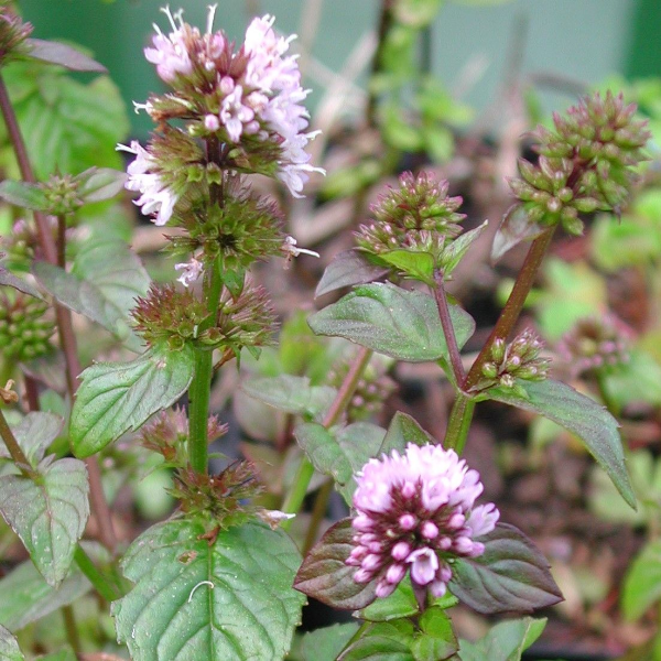 Мята перечная Оранженминце