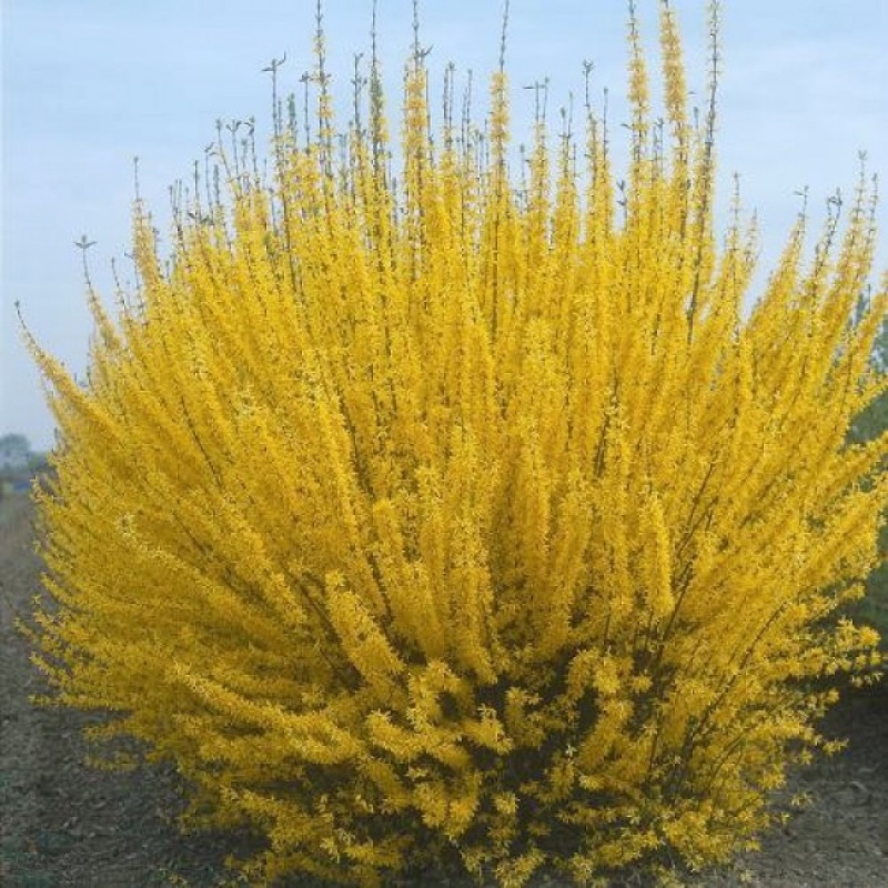 Основное изображение товара