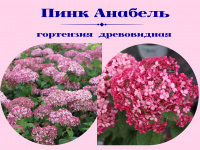 Гортензия древовидная Пинк Анабель
