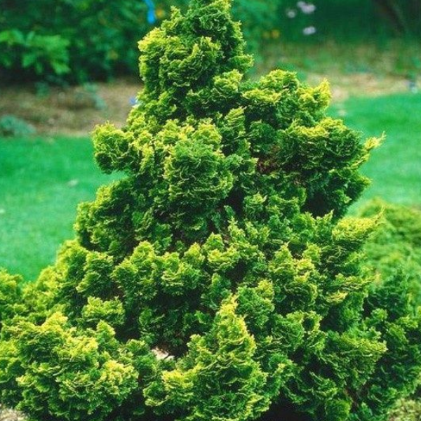 Кипарисовик тупой Нана Грацилис