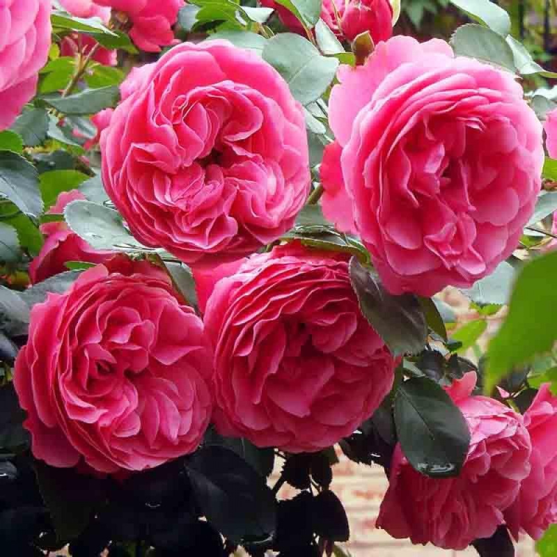 Роза флорибунда Leonard da Vinci