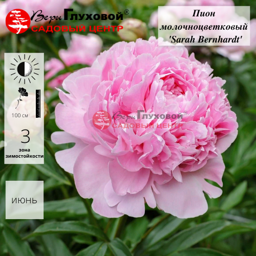 Основное изображение товара