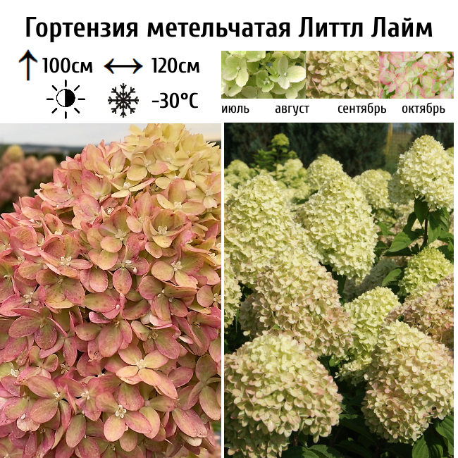 Гортензия метельчатая Литтл Лайм