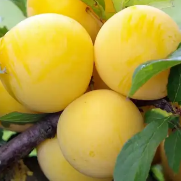 Слива Желтая крупная (поздний сорт)