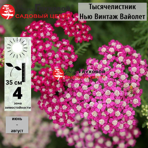 Основное изображение товара