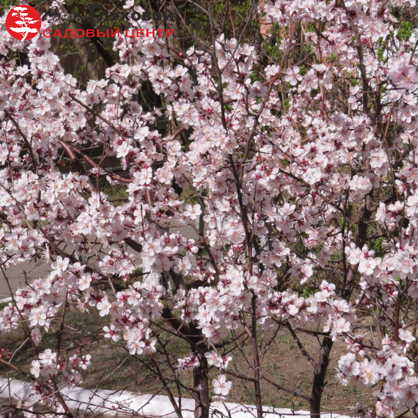 Основное изображение товара