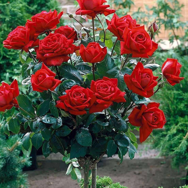 Основное изображение товара