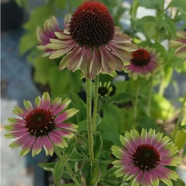 Эхинацея пурпурная Грин Твистер