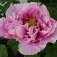 ЭКСКЛЮЗИВНОЕ ПРЕДЛОЖЕНИЕ!!! ТОЛЬКО У НАС!!! ДРЕВОВИДНЫЙ ПИОН ИЗ ЯПОНИИ!!! ВСЕГО 70 шт! На всю Россию Япония поставляет лишь 700 шт!