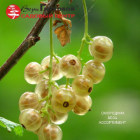 Доступные сорта смородины