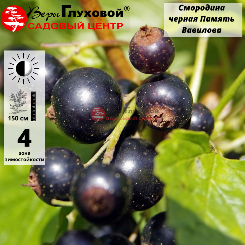 Смородина черная Память Вавилова (средняя)