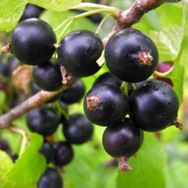 Основное изображение товара