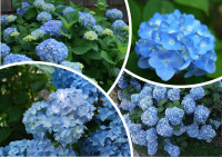 Гортензия крупнолистная "Никко Блю" (Hydrangea macrophylla 'Nikko Blue')