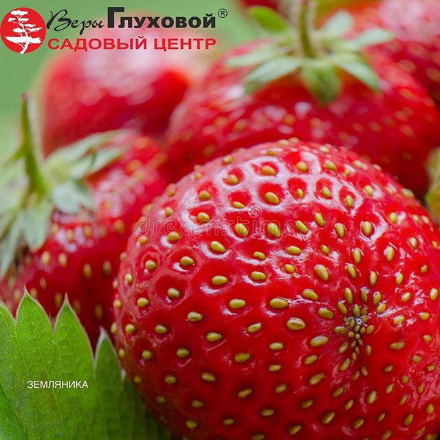 Поступление клубники 2020 Поступление клубники 2020