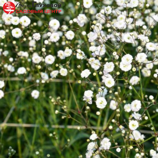 Основное изображение товара