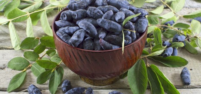 Первая ягода в саду - ЖИМОЛОСТЬ Первая ягода в саду - ЖИМОЛОСТЬ