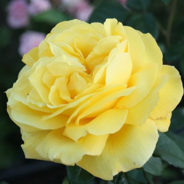 Основное изображение товара